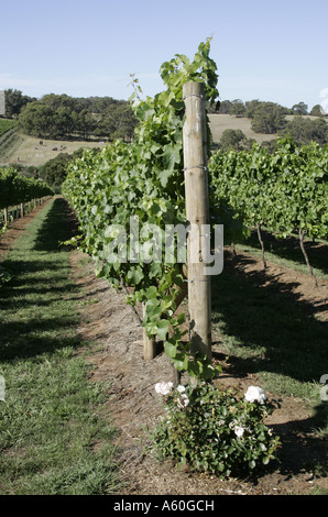 Montalto vigneto in Red Hill Sud,Victoria, Australia. Foto Stock