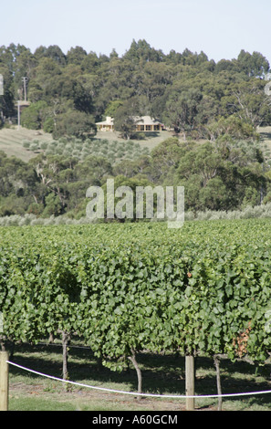 Montalto vigneto in Red Hill a Sud, Victoria, Australia. Foto Stock