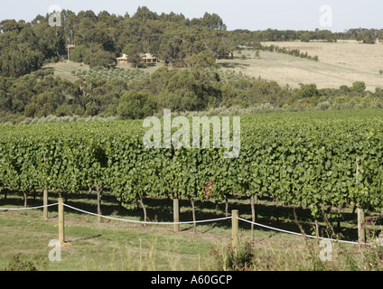 Montalto vigneto in Red Hill Sud,Victoria, Australia. Foto Stock