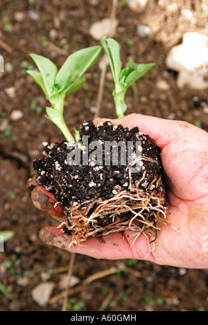 Fava di germogli pronti per essere piantati Foto Stock