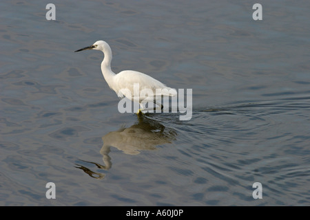 Garzetta Egretta garzetta camminando attraverso acqua SV Foto Stock