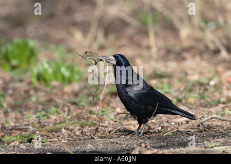 ROOK CORVUS FRUGILEGUS raccogliere bastoni per nidificazione Foto Stock