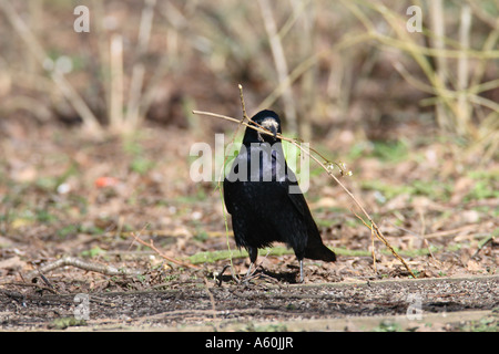 ROOK CORVUS FRUGILEGUS raccogliere bastoni per nidificazione Foto Stock