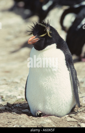 Sud del pinguino saltaroccia on Sea Lion Island nelle isole Falkland Foto Stock