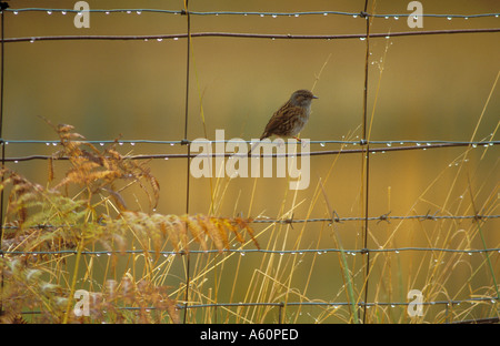 Dunnock sulla pioggia inzuppato di pecora recinzione di compensazione Foto Stock