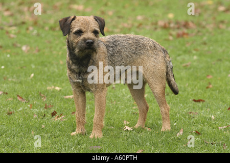 Border Terrier (Canis lupus f. familiaris), in piedi sul prato Foto Stock
