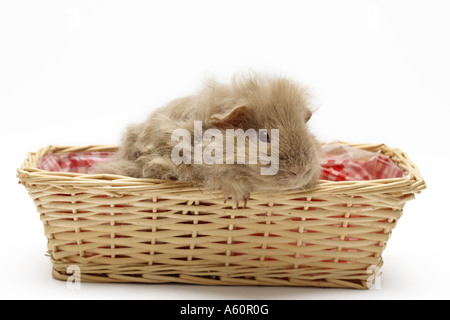 Texel cavia (cavia aperea f. porcellus), giovane seduto in un granaio Foto Stock