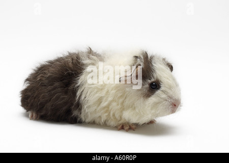 Texel cavia (cavia aperea f. porcellus), Giovani Foto Stock