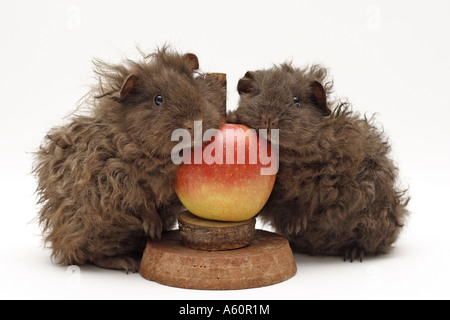 Texel cavia (cavia aperea f. porcellus), due giovani con red apple Foto Stock