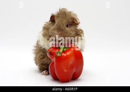 Texel cavia (cavia aperea f. porcellus), in piedi su la paprica rossa Foto Stock