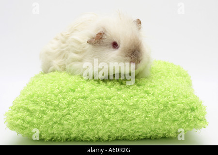 Texel cavia (cavia aperea f. porcellus), giovane su un cuscino verde Foto Stock