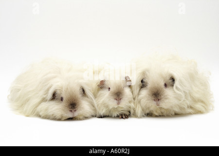 Texel cavia (cavia aperea f. porcellus), due adulti con i giovani nel mezzo Foto Stock