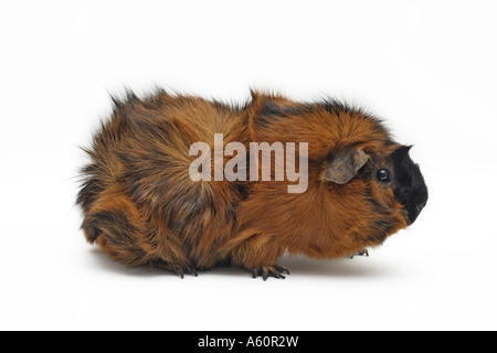 Abissino di cavia (cavia aperea f. porcellus), un anno di età Foto Stock