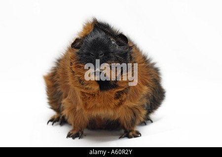 Abissino di cavia (cavia aperea f. porcellus), un anno di età Foto Stock