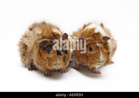 Abissino di cavia (cavia aperea f. porcellus), due individui fianco a fianco Foto Stock