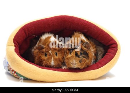 Abissino di cavia (cavia aperea f. porcellus), due individui fianco a fianco Foto Stock