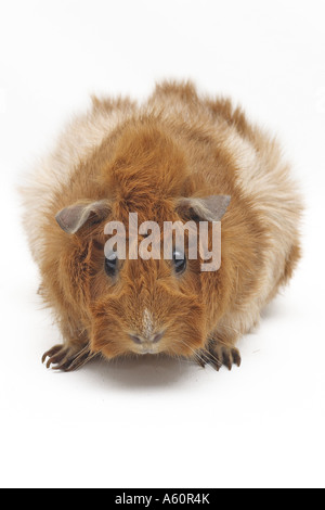 Abissino di cavia (cavia aperea f. porcellus), Auburn Foto Stock