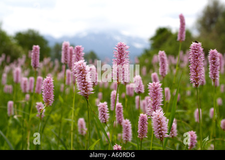 Bistort comune, prato bistort (Polygonum bistorta, Bistorta major), piante in fiore con sullo sfondo le Alpi, Germania, Foto Stock