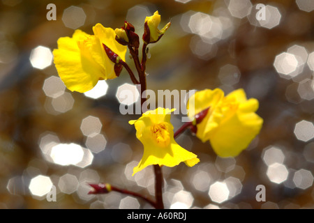 Western bladderwort (Utricularia australis, Utricularia neglecta, Utricularia vulgaris agg.), sboccia in controluce, Tedesco Foto Stock