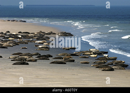 Guarnizione grigio (Halichoerus grypus), gruppo giacente sulla spiaggia, Germania Foto Stock