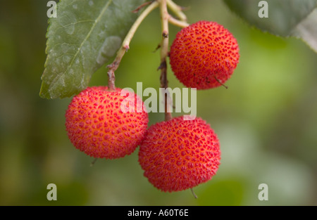 Un trio di wild bacche rosse. Foto Stock