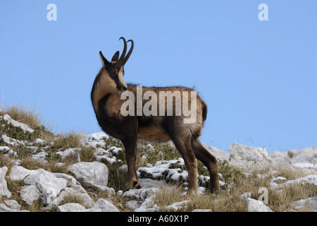 Abruzzo camoscio, camoscio d'Abruzzo (Rupicapra rupicapra ornata), camoscio in piedi da soli, Italia, Abruzzo Abruzzo NP Foto Stock