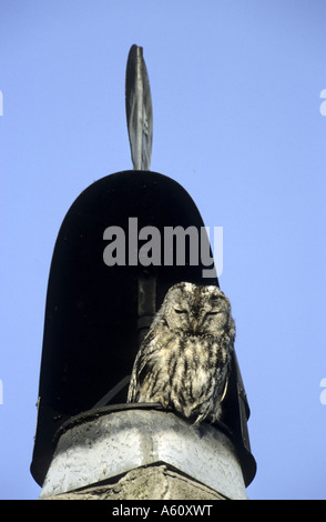 Eurasian allocco (Strix aluco), unico animale su una torre Foto Stock