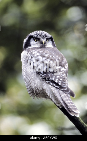 Northern hawk owl (surnia ulula), singleanimal seduto su un ramo Foto Stock