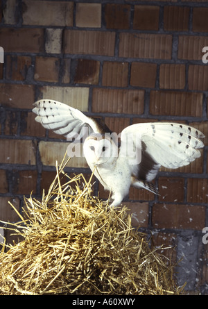 Il barbagianni (Tyto alba), singolo animale in un granaio Foto Stock