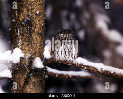 Eurasian gufo pigmeo (Glaucidium passerinum), unico animale in inverno su un ramo Foto Stock