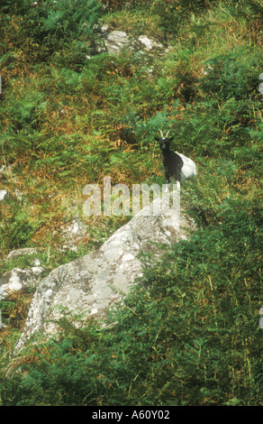 Capra selvatica su pendio Foto Stock