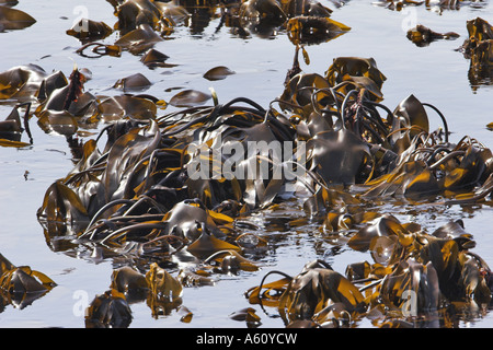 Kelp, Oarweed o groviglio (Laminaria digitata), piante in acqua a bassa marea, Regno Unito, Scozia, Isola di maggio Foto Stock