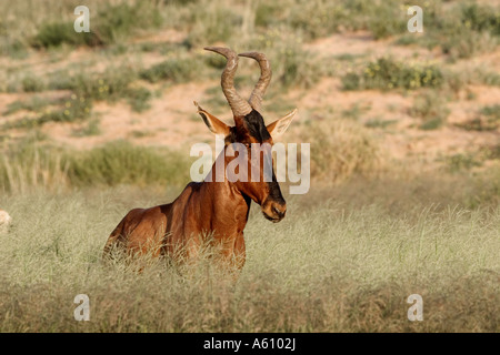 Red hartebeest (Alcelaphus buselaphus), maschio, Sud Africa Foto Stock