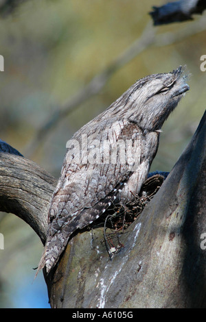 Bruno frogmouth (Podargus strigoides), seduti su una struttura ad albero, Australia Foto Stock