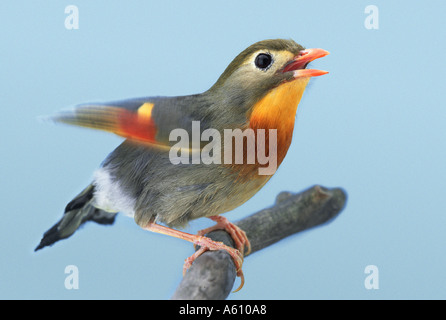 Vibrazioni Pekin nightingale Foto Stock