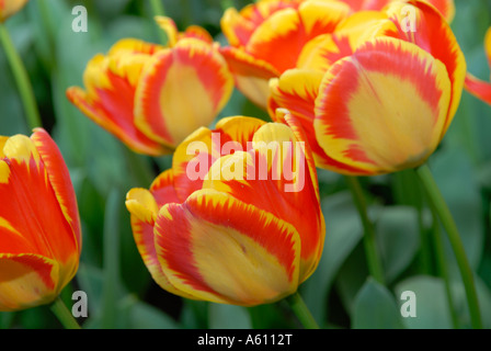 Tulipani a Keukenhof giardini di fiori nei pressi di Amsterdam. Holland, Europa Foto Stock
