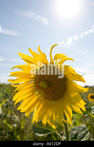 Un singolo girasole sul bordo di un campo di girasoli, sole brillante nel cielo blu sopra Foto Stock