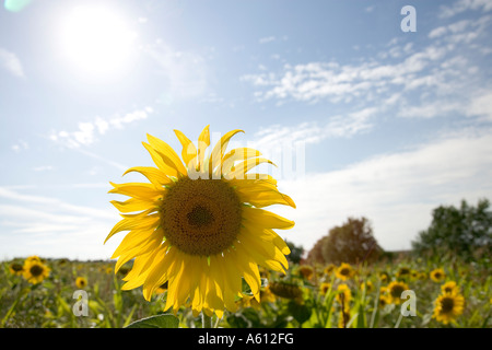 Un singolo girasole sul bordo di un campo di girasoli, sole brillante nel cielo blu sopra Foto Stock