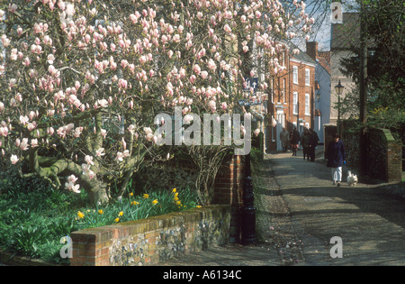 Motivi della cattedrale il vicino albero di magnolia in fiore Norwich Norfolk East Anglia England Regno Unito Foto Stock