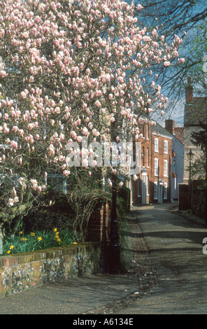 Motivi della cattedrale il vicino albero di magnolia in fiore Norwich Norfolk East Anglia England Regno Unito Foto Stock