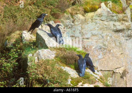 Quattro giovani Corvi con pazienti adulti in alto sulla cima della scogliera Foto Stock