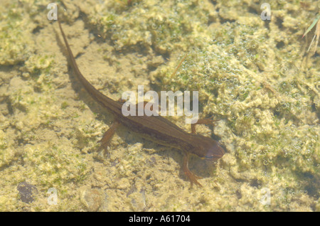 Tritone comune noto anche come Newt liscia in una pozza d'acqua all'inizio stagione di riproduzione Foto Stock