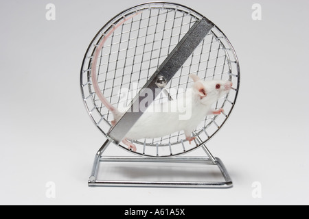 Mouse a rotella Foto Stock