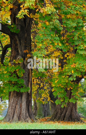 Comune di ippocastano (Aesculus hippocastanum) in autunno Foto Stock