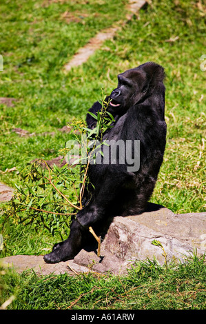 Gorilla di mangiare le foglie Foto Stock