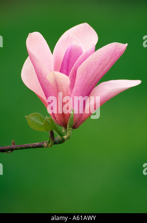 Magnolia Heaven Scent Foto Stock