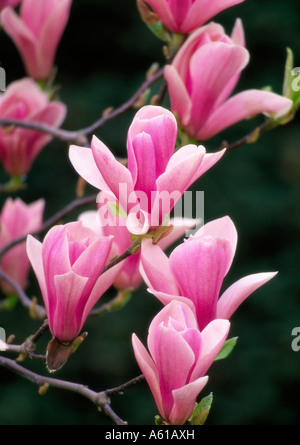 Magnolia Heaven Scent Foto Stock