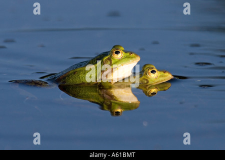 2 rane commestibili (Rana esculenta) seduto su ogni altro Foto Stock