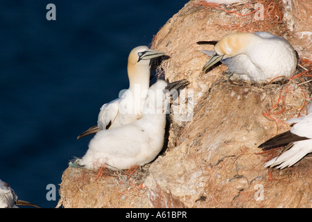 Northern gannet (Sula bassana o Morus bassanus) a nido con prole Foto Stock