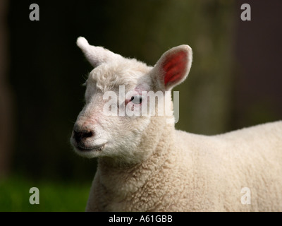 Ritratto di un piccolo grazioso giovane agnello primavera nei Paesi Bassi Foto Stock